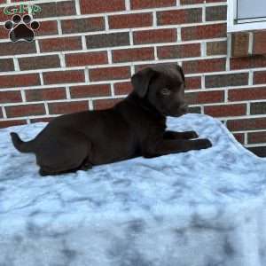 Brownie, Labrador Mix Puppy