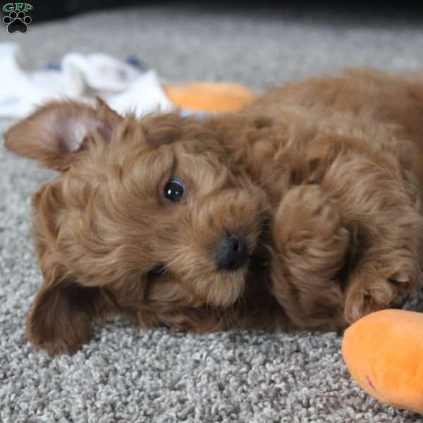Cooper, Mini Goldendoodle Puppy