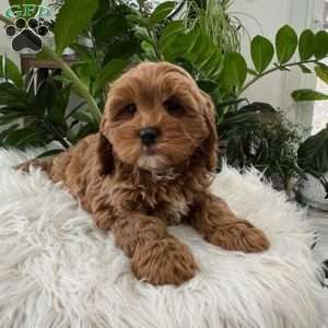 Shelby, Cavapoo Puppy