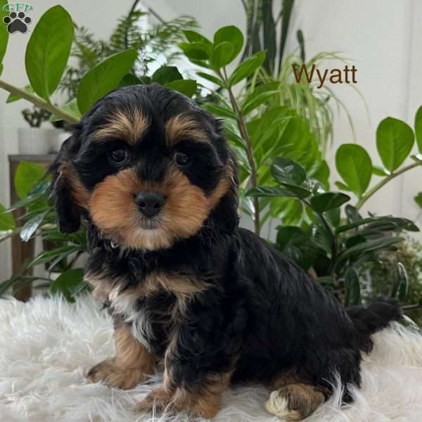 Wyatt, Cavapoo Puppy