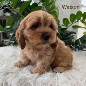 Watson, Cavapoo Puppy