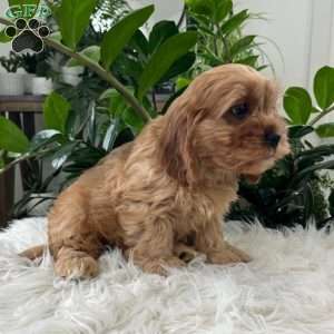 Watson, Cavapoo Puppy