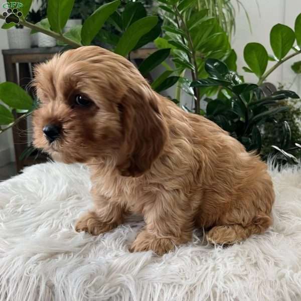 Watson, Cavapoo Puppy