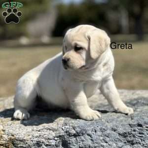 Greta, Yellow Labrador Retriever Puppy