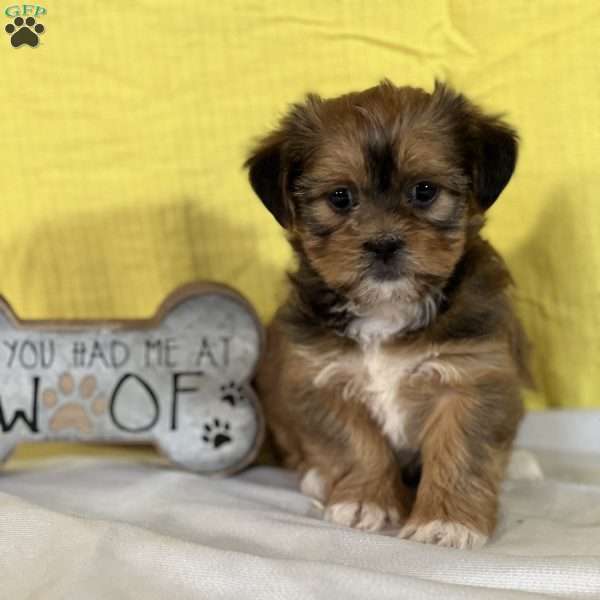 Lucy, Shorkie Puppy