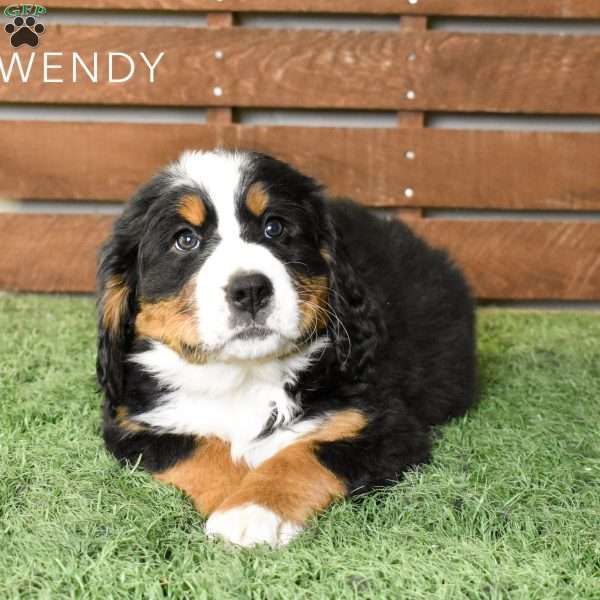 Wendy, Bernese Mountain Dog Puppy