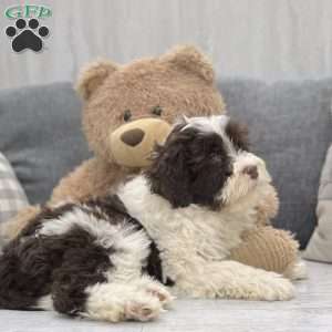Anika, Portuguese Water Dog Puppy