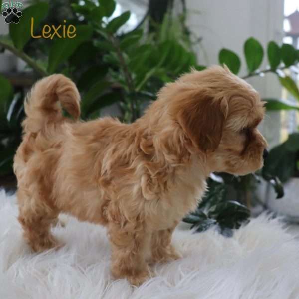 Lexie, Mini Goldendoodle Puppy