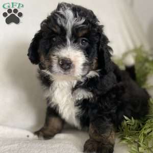 Buster, Mini Bernedoodle Puppy