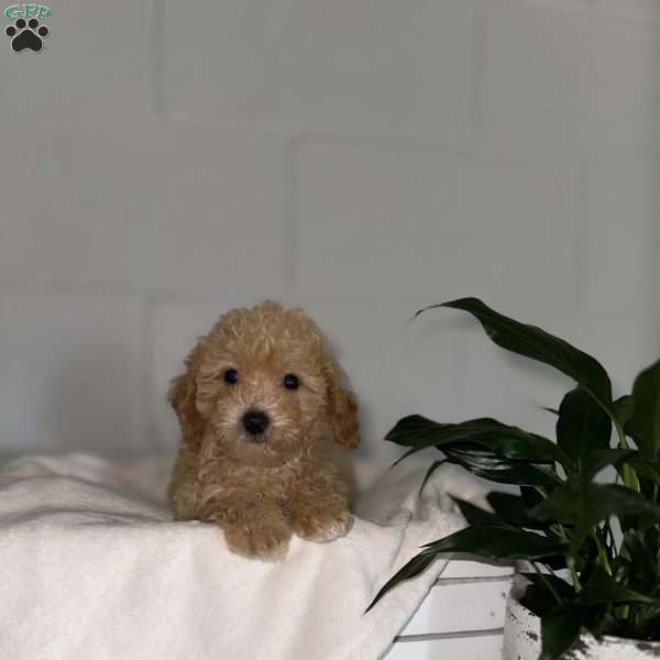 Sadie, Bich-poo Puppy