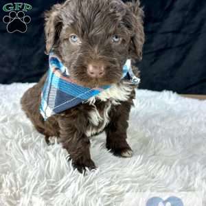 Cupid, Portuguese Water Dog Puppy