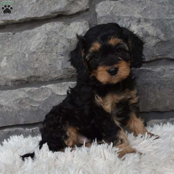 Jackson, Cavapoo Puppy
