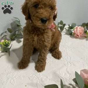 Cinnamon, Goldendoodle Puppy