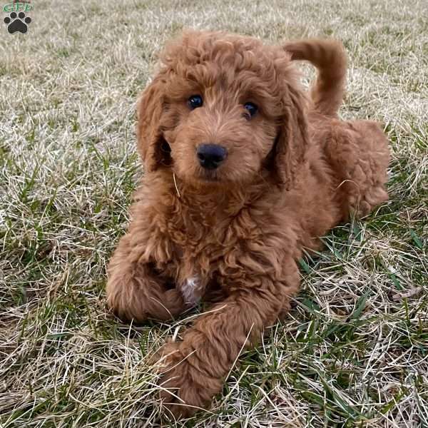 Rocky, Mini Goldendoodle Puppy