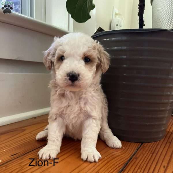 Zion, Miniature Aussiedoodle Puppy