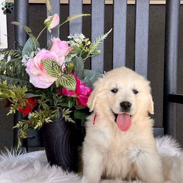 Dixie, English Cream Golden Retriever Puppy