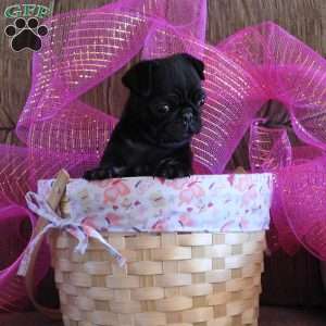 Darlene, Pug Puppy