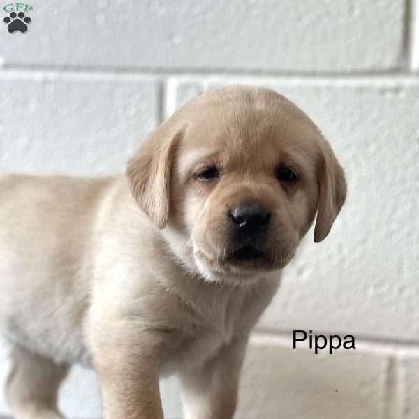 Pippa, Yellow Labrador Retriever Puppy