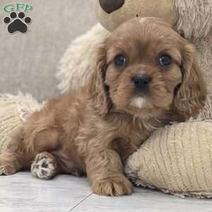 Romeo, Cavalier King Charles Spaniel Puppy