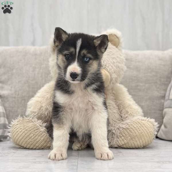 Norm, German Shepherd Mix Puppy