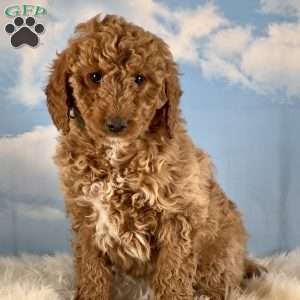 Maggie, Goldendoodle Puppy