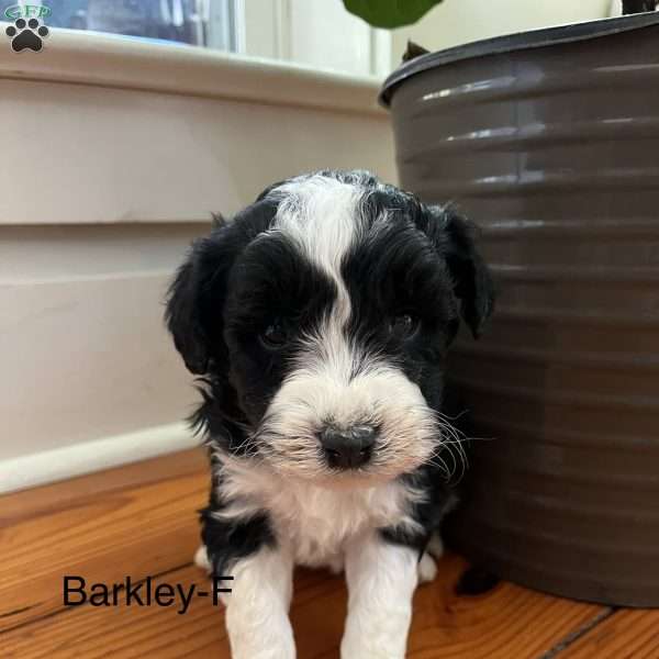 Barkley, Miniature Aussiedoodle Puppy