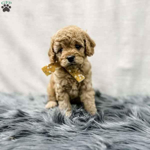 Juniper, Cavapoo Puppy
