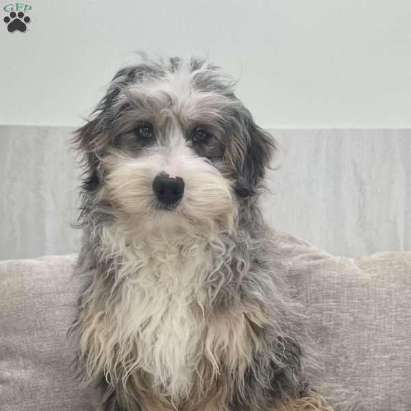 Thor, Mini Bernedoodle Puppy