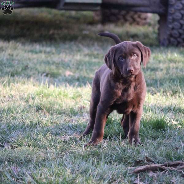 Bronco, Chocolate Labrador Retriever Puppy