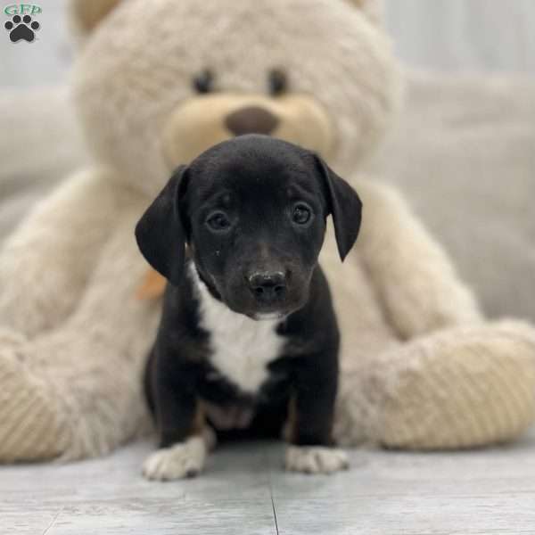 Pixie, Australian Shepherd Mix Puppy