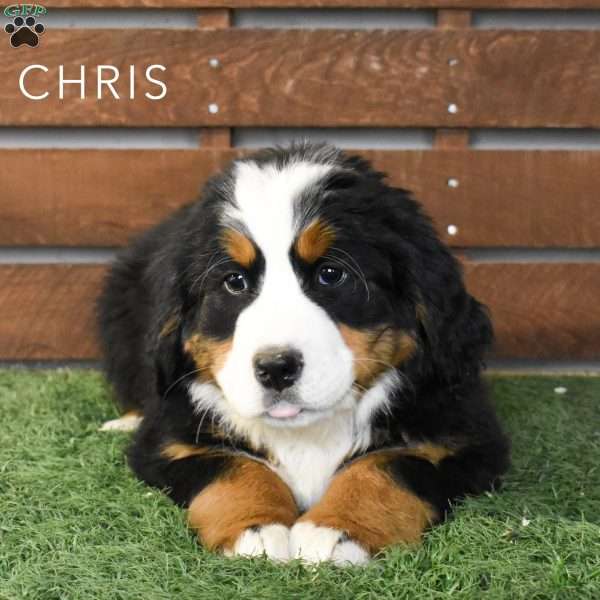 Chris, Bernese Mountain Dog Puppy