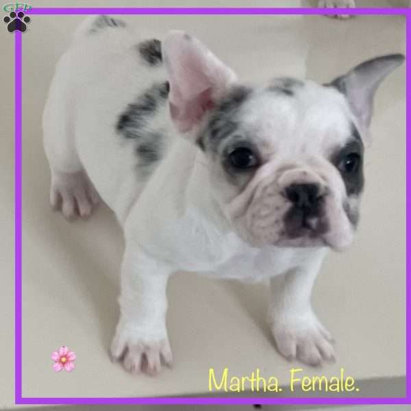 Martha, French Bulldog Puppy