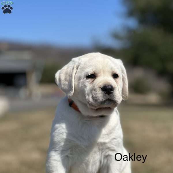 Oakley, Yellow Labrador Retriever Puppy