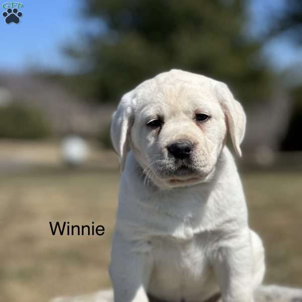 Winnie, Yellow Labrador Retriever Puppy