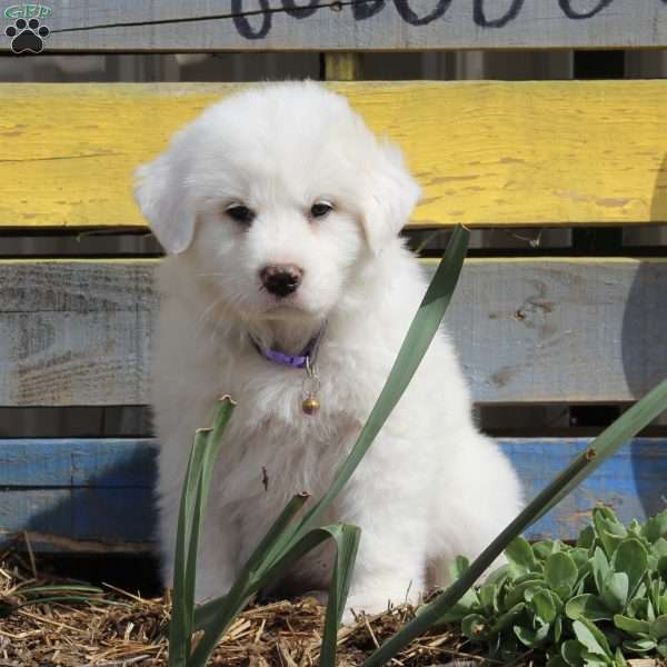 Isabelle, Great Pyrenees Puppy