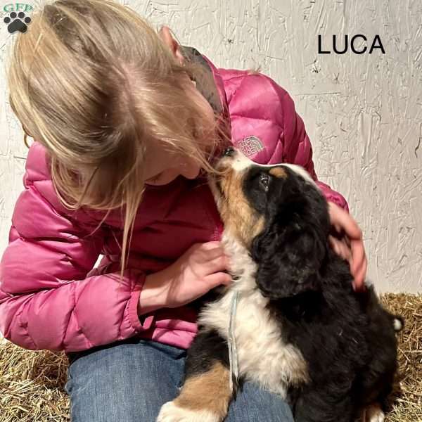 Lucca, Bernese Mountain Dog Puppy