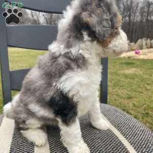 Alfie, Mini Bernedoodle Puppy