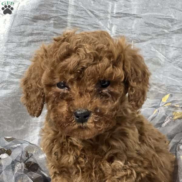 Tinker, Mini Goldendoodle Puppy