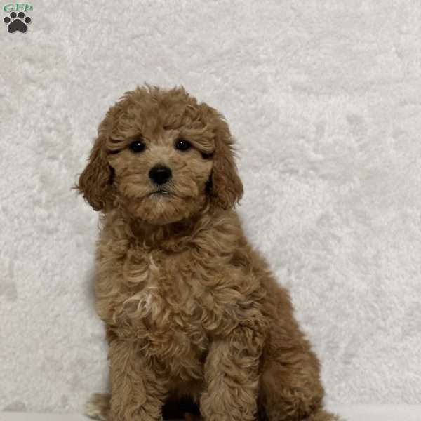 Lou Lou, Mini Goldendoodle Puppy
