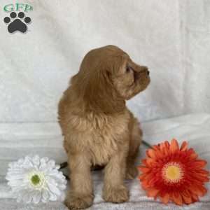 Sunny, Mini Goldendoodle Puppy