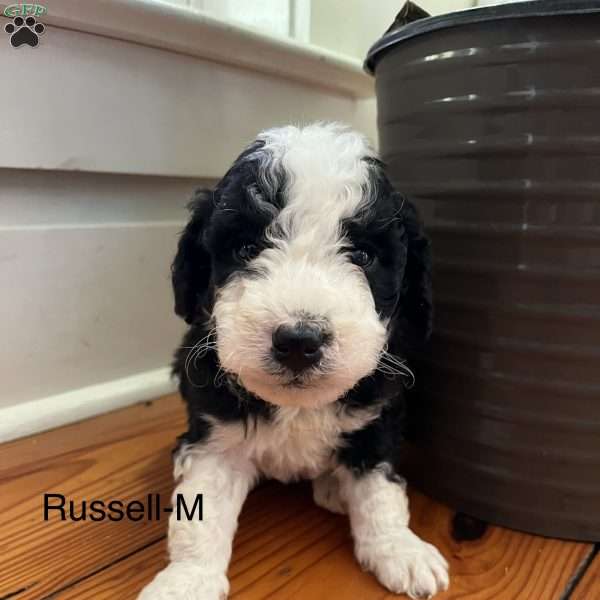 Russell, Miniature Aussiedoodle Puppy