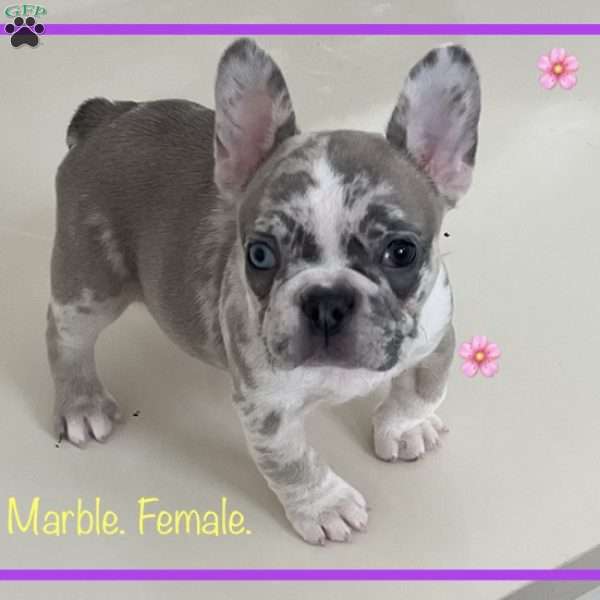 Marble, French Bulldog Puppy