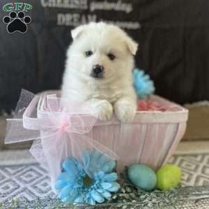 Easter, Siberian Husky Mix Puppy