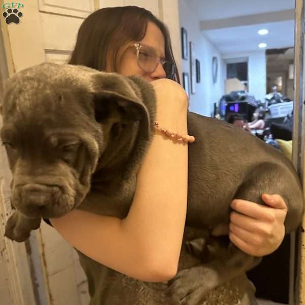 Deana, Cane Corso Puppy