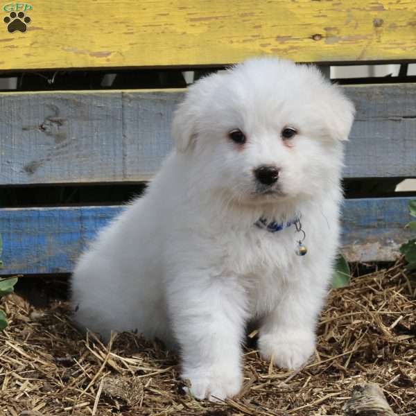 Chase, Great Pyrenees Puppy