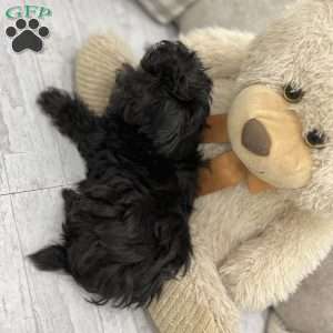 Tobias, Yorkie-Poo Puppy