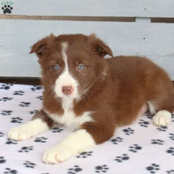 Abby, Border Collie Puppy