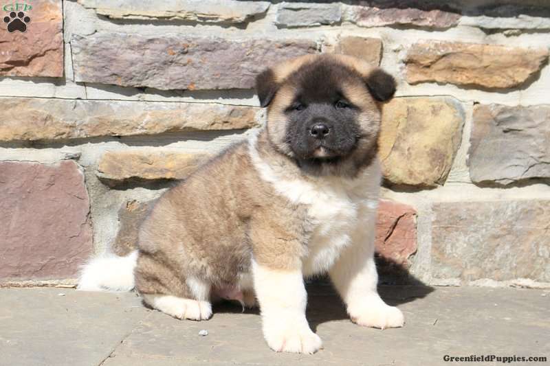 Akita Puppy For Sale Pennsylvania Akita Sale