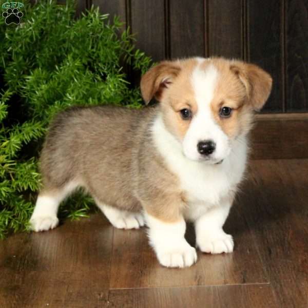 Ace, Pembroke Welsh Corgi Puppy