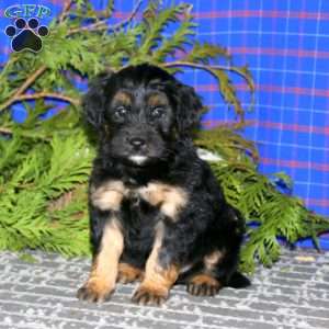 Ace, Mini Goldendoodle Puppy